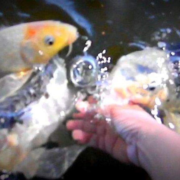 Meet your Posher, Aunt tata - Picture 8 of 8